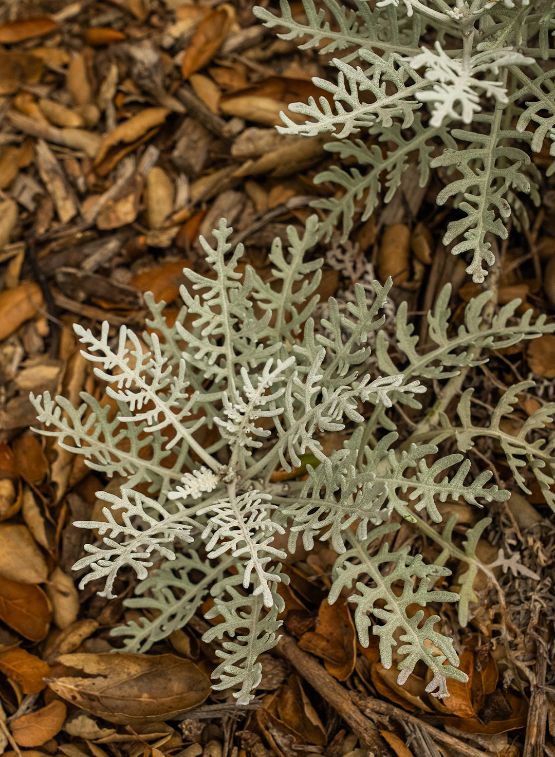 Constancea nevinii - Catalina Silverlace, Nevin's Woolly Sunflower (Plant)