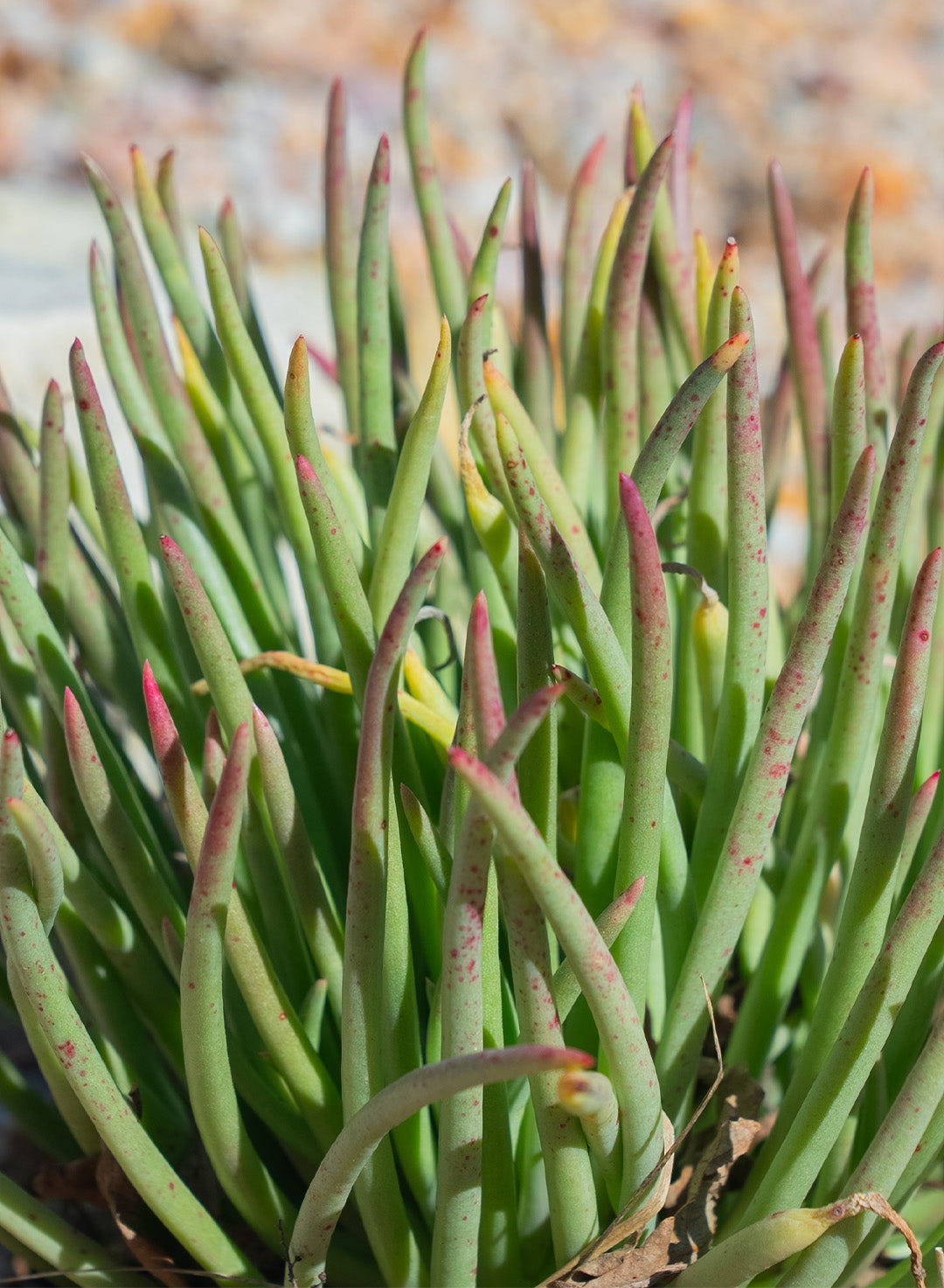 Dudleya edulis - Fingertips, San Diego Dudleya (Plant)