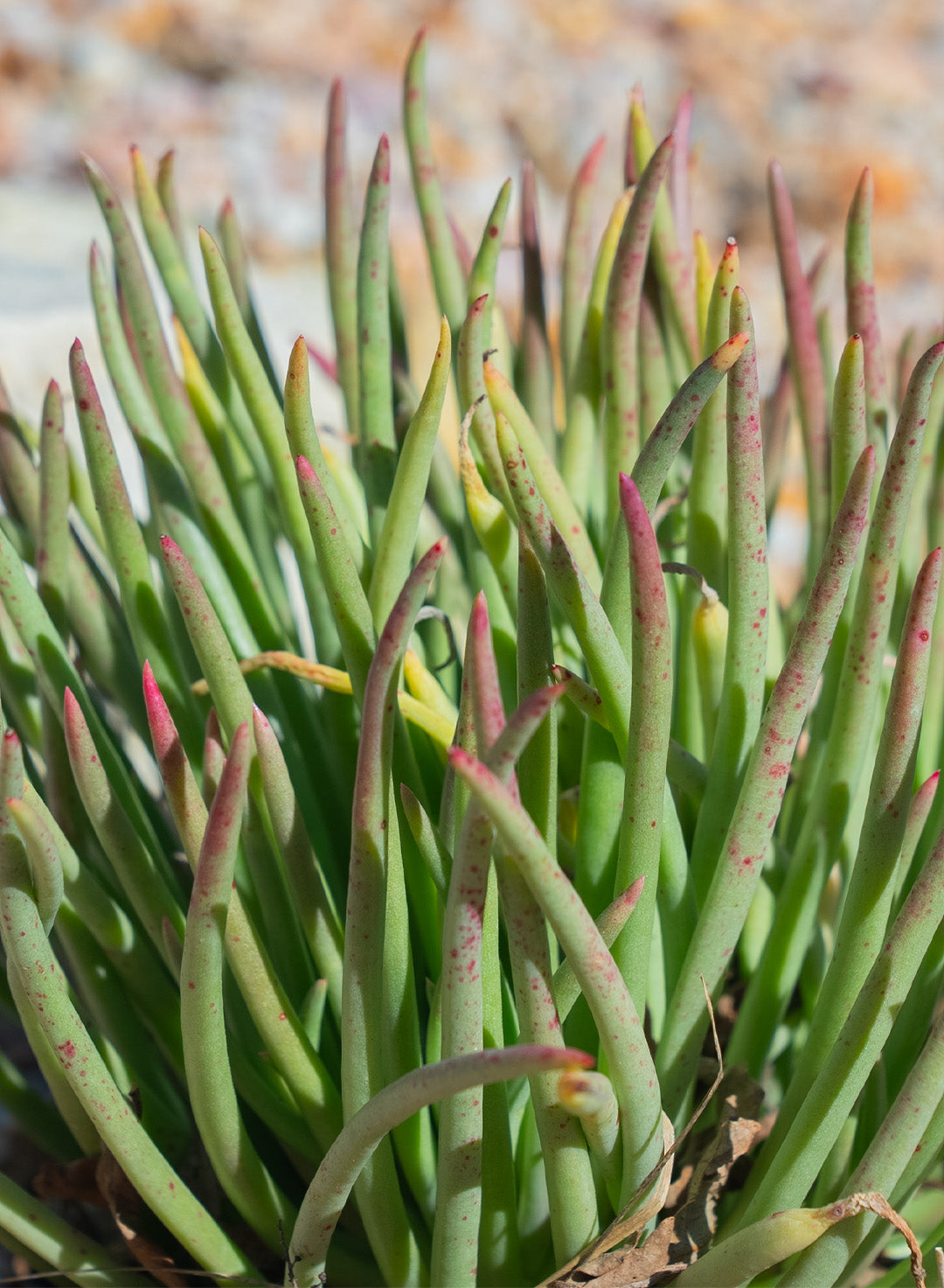 dudleya succulent types Dudleya edulis