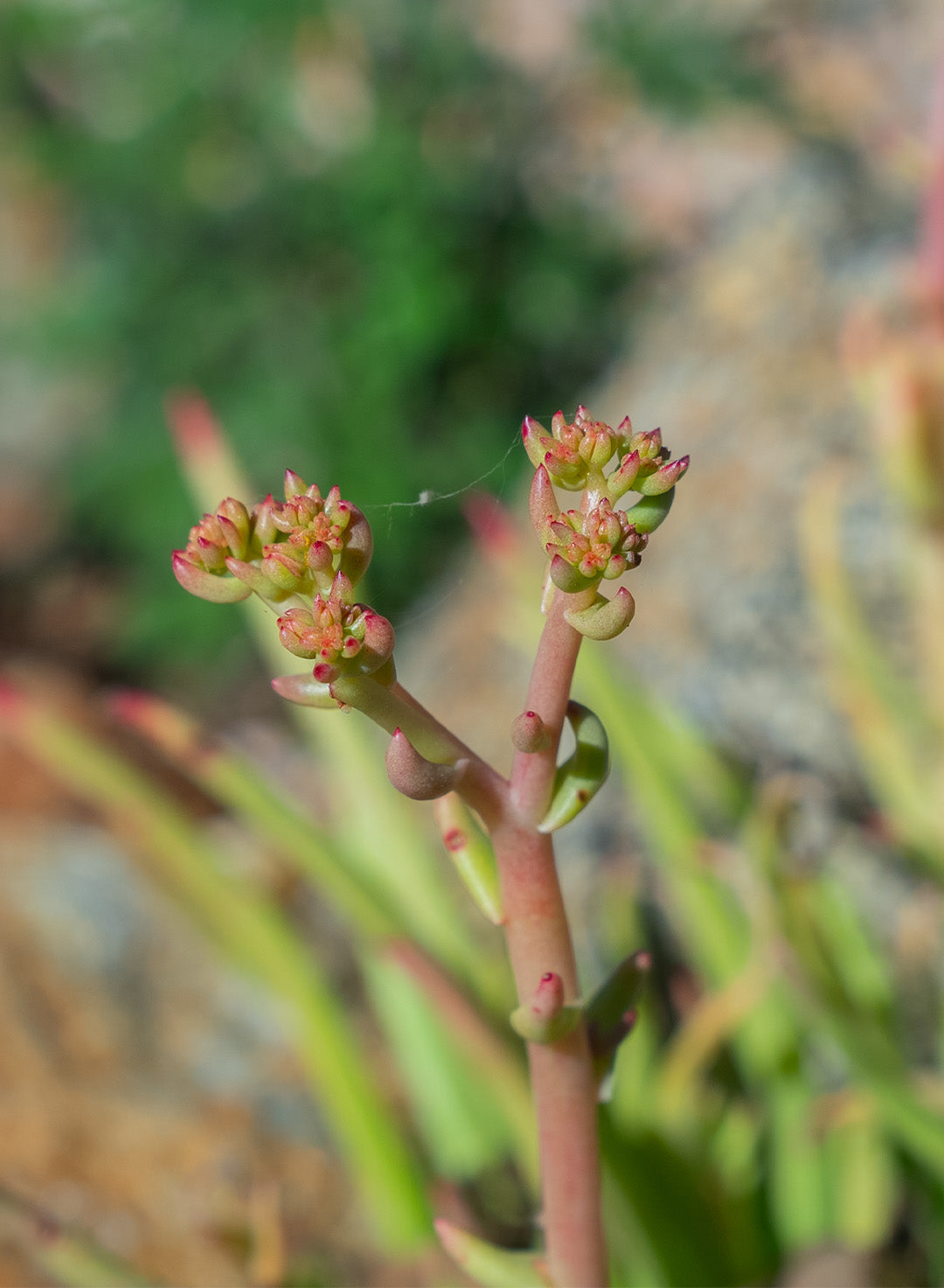 Dudleya edulis - Fingertips, San Diego Dudleya (Plant)