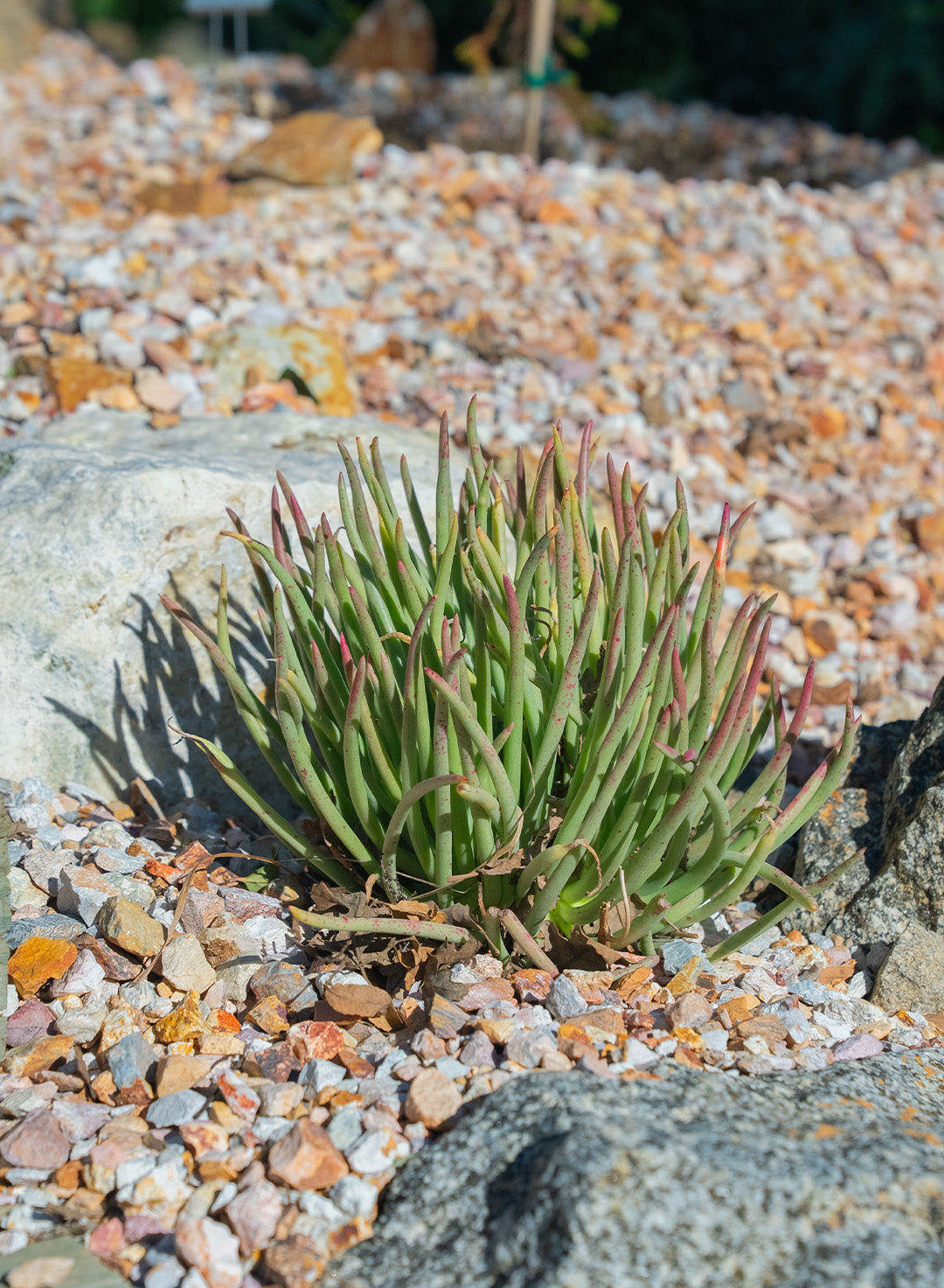 Dudleya edulis - Fingertips, San Diego Dudleya (Plant)