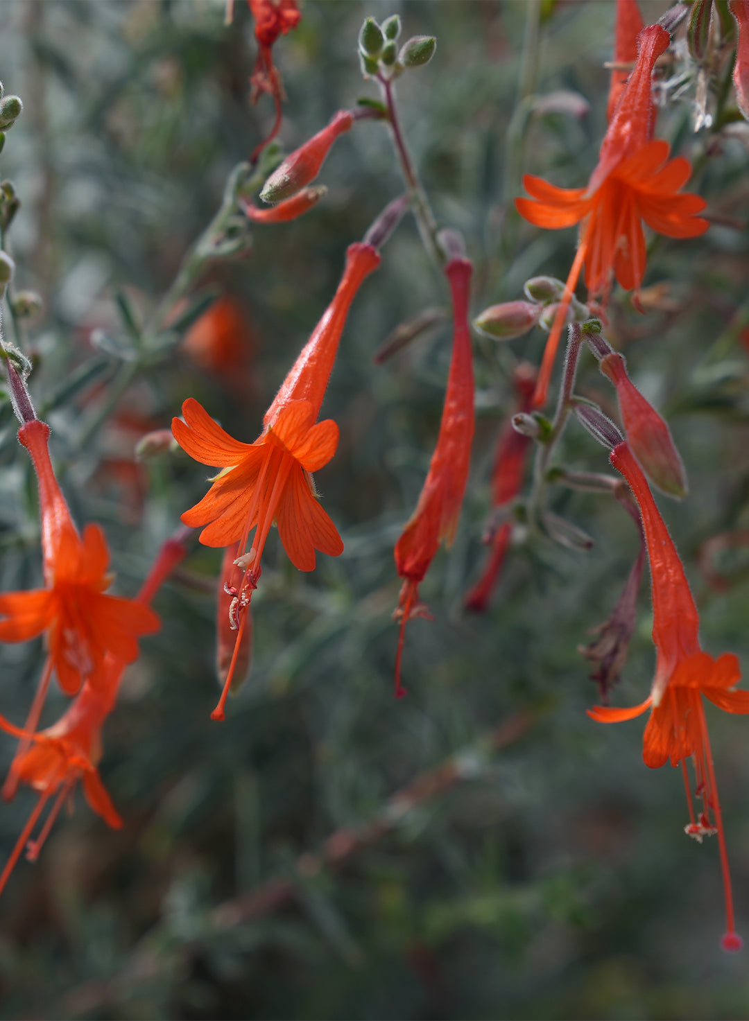 Epilobium canum - California Fuchsia, Hummingbird Trumpet (Plant)