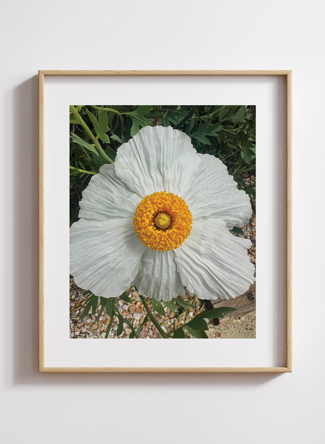 Ella Andersson - Matilija Poppy in Parking Lot Print