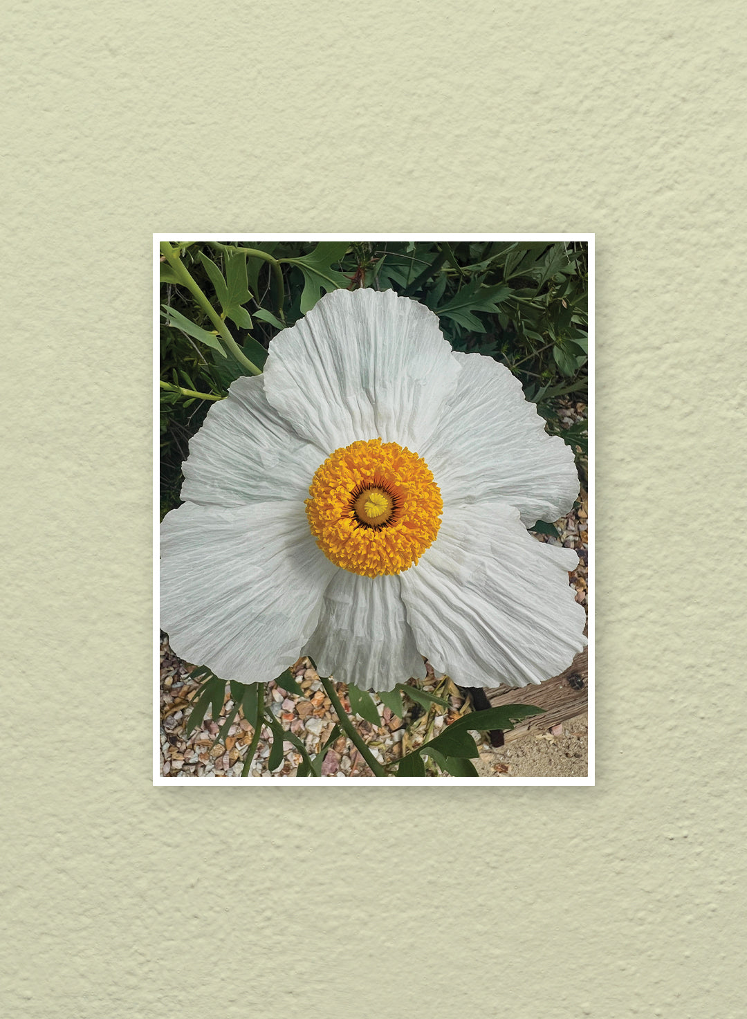 Ella Andersson - Matilija Poppy in Parking Lot Print