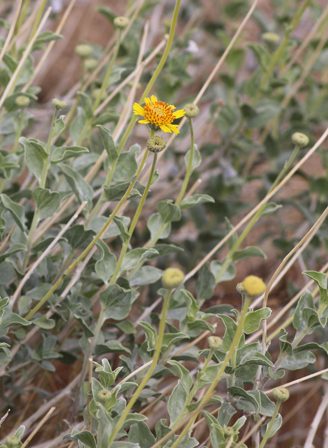Encelia actoni - Acton Encelia (Plant)