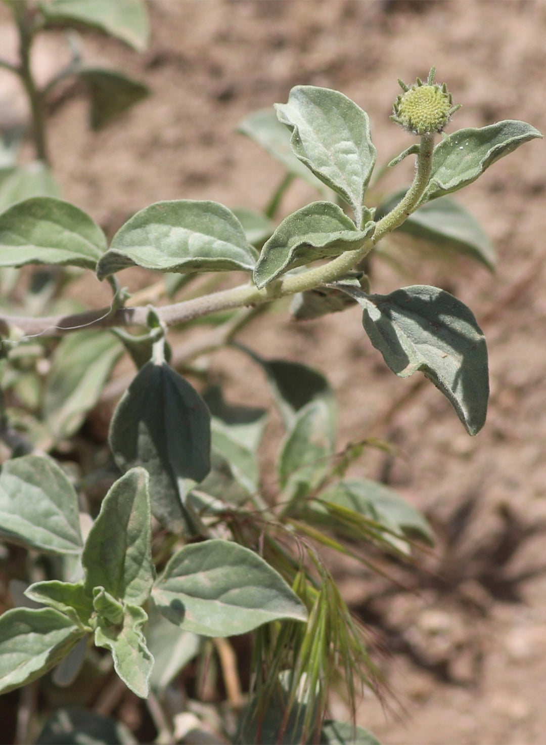 Encelia actoni - Acton Encelia (Plant)