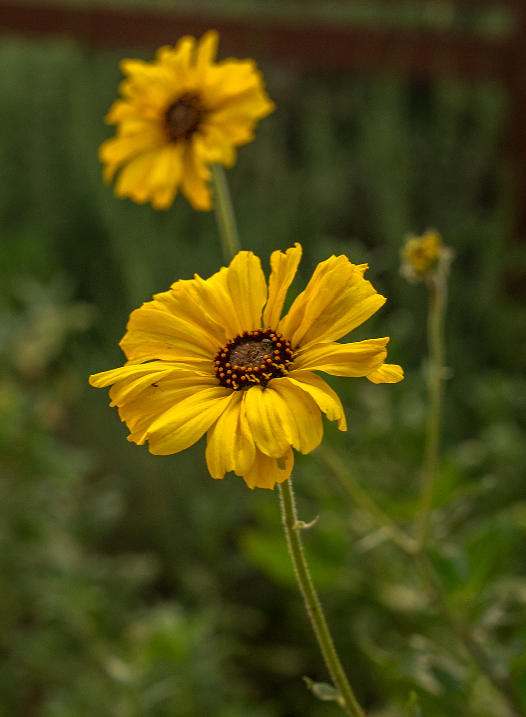 sunflower succulent Encelia californica