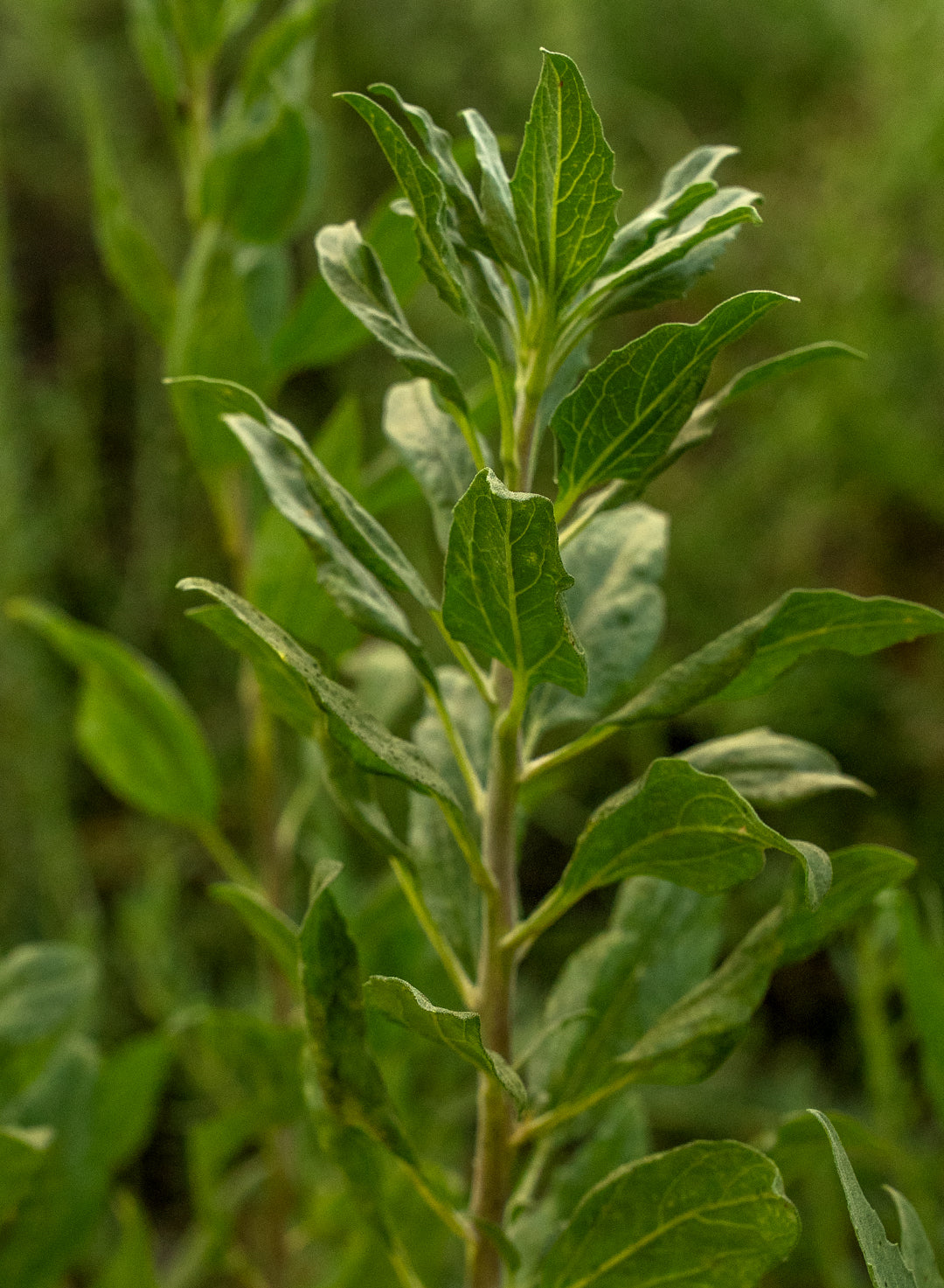 Encelia californica - Coast Sunflower, California Bush Sunflower (Seed)