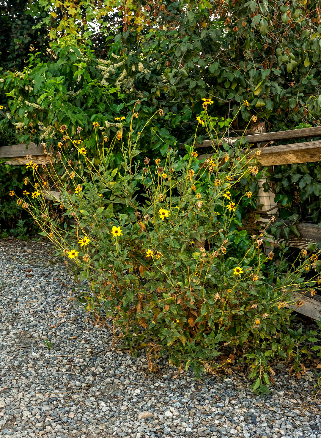 Encelia californica - Coast Sunflower, California Bush Sunflower (Seed)