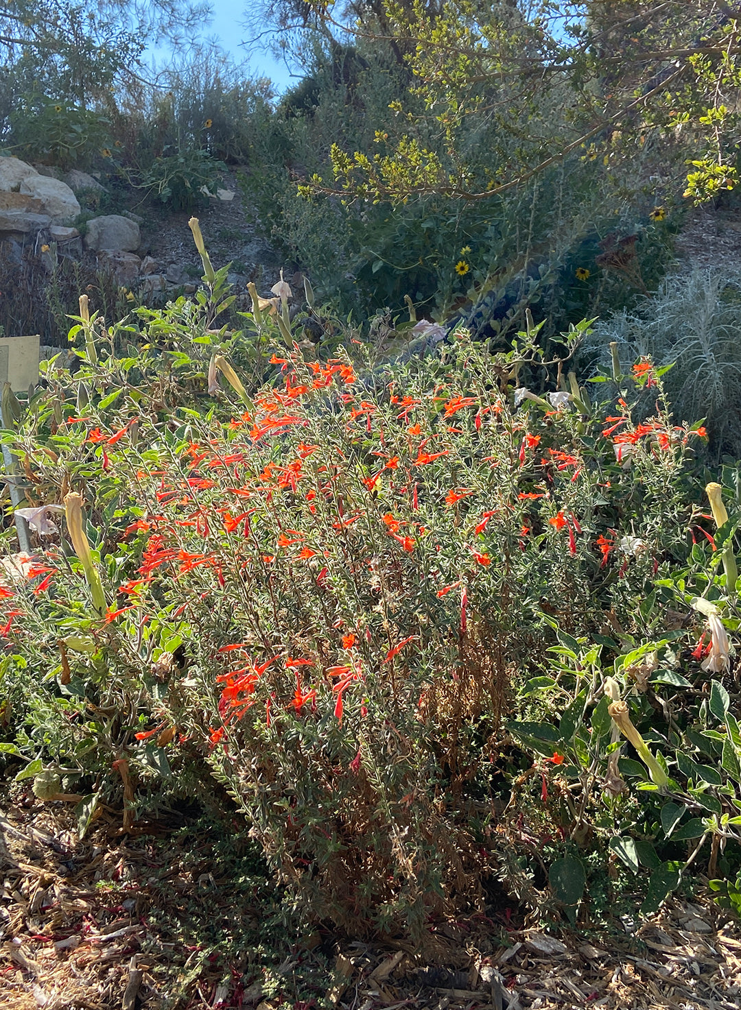 Epilobium canum - California Fuchsia, Hummingbird Trumpet (Plant)