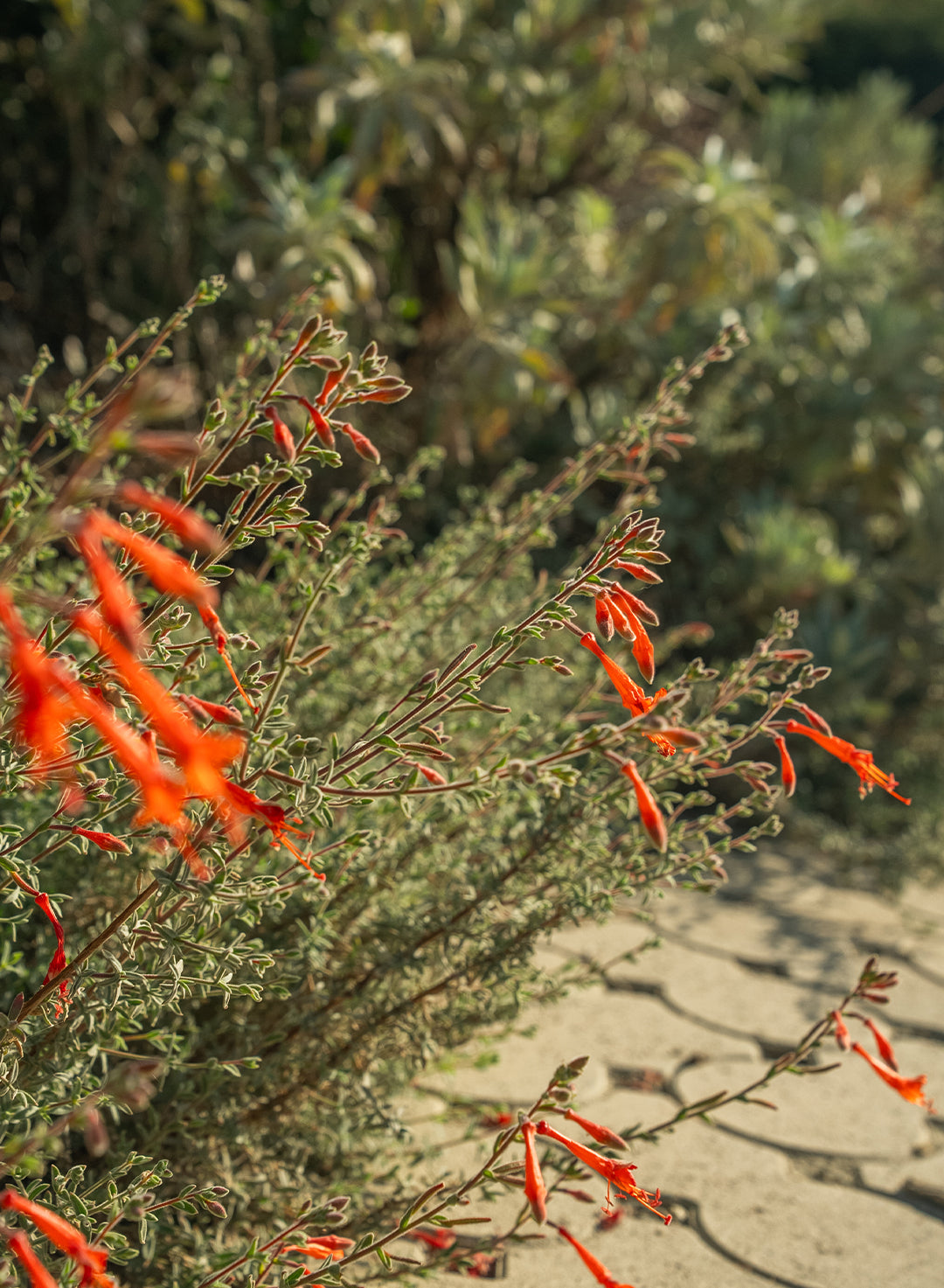 Epilobium 'Bert's Bluff' - Bert's Bluff California Fuchsia (Plant)