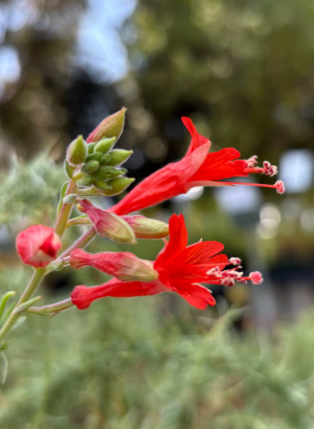 Epilobium canum ssp. canum - California or Hoary Fuchsia (Plant)