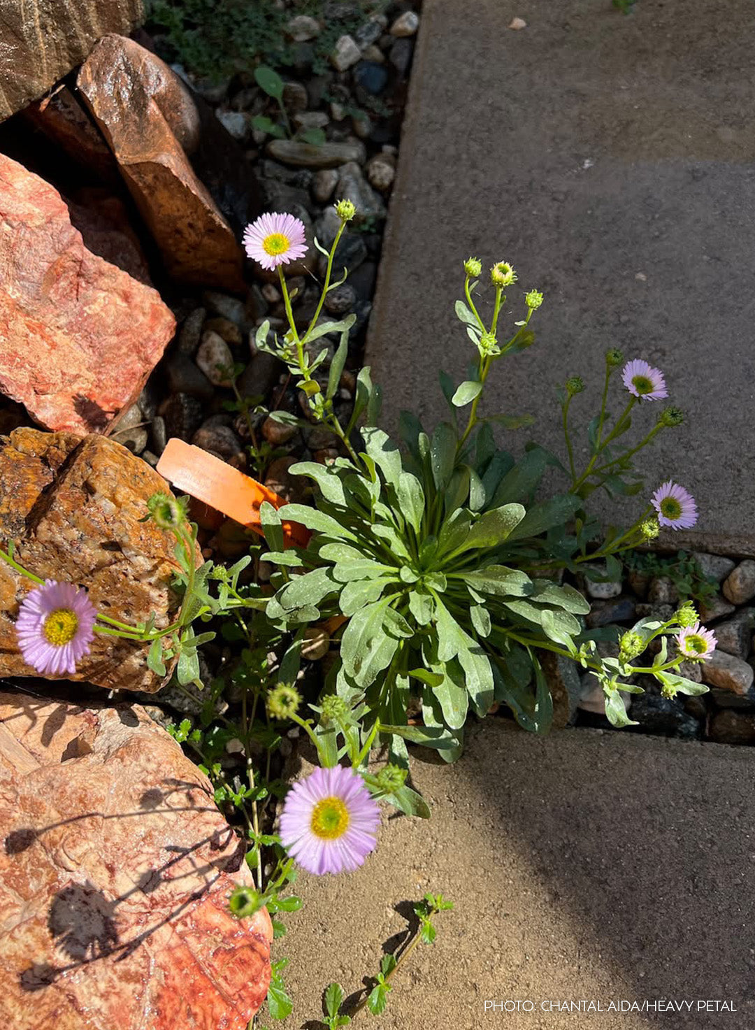 Erigeron glaucus 'W.R.' - W.R. Seaside Daisy (Plant)