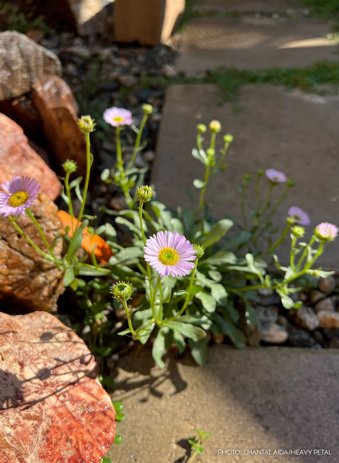 Erigeron glaucus 'W.R.' - W.R. Seaside Daisy (Plant)