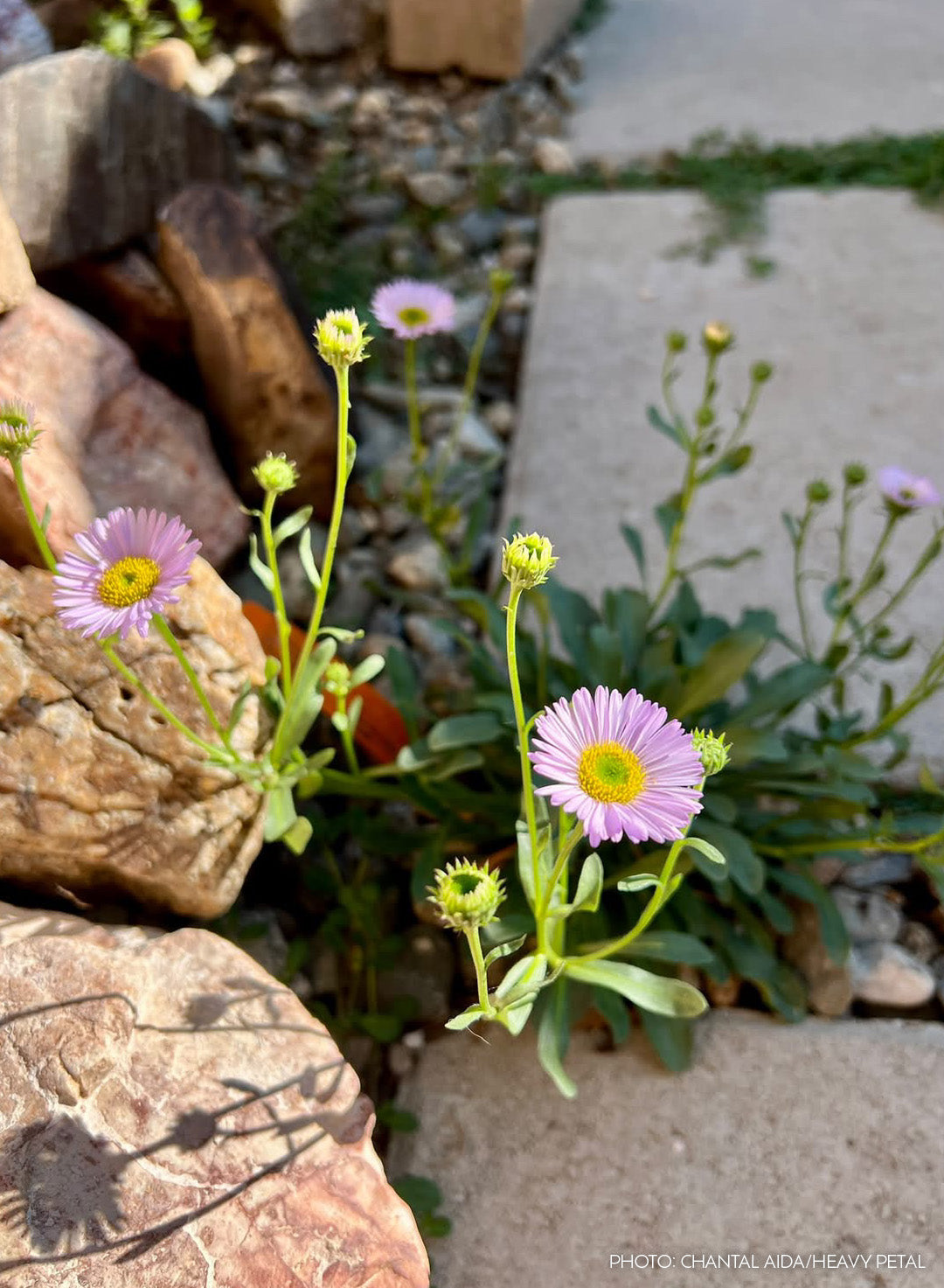 Erigeron glaucus 'W.R.' - W.R. Seaside Daisy (Plant)