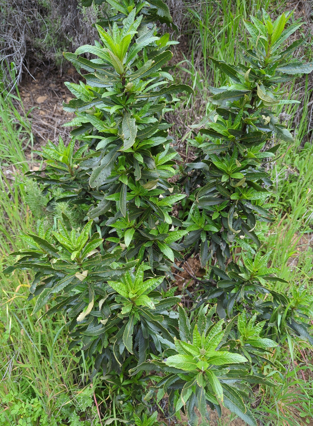 Eriodictyon californicum - California Yerba Santa (Plant)