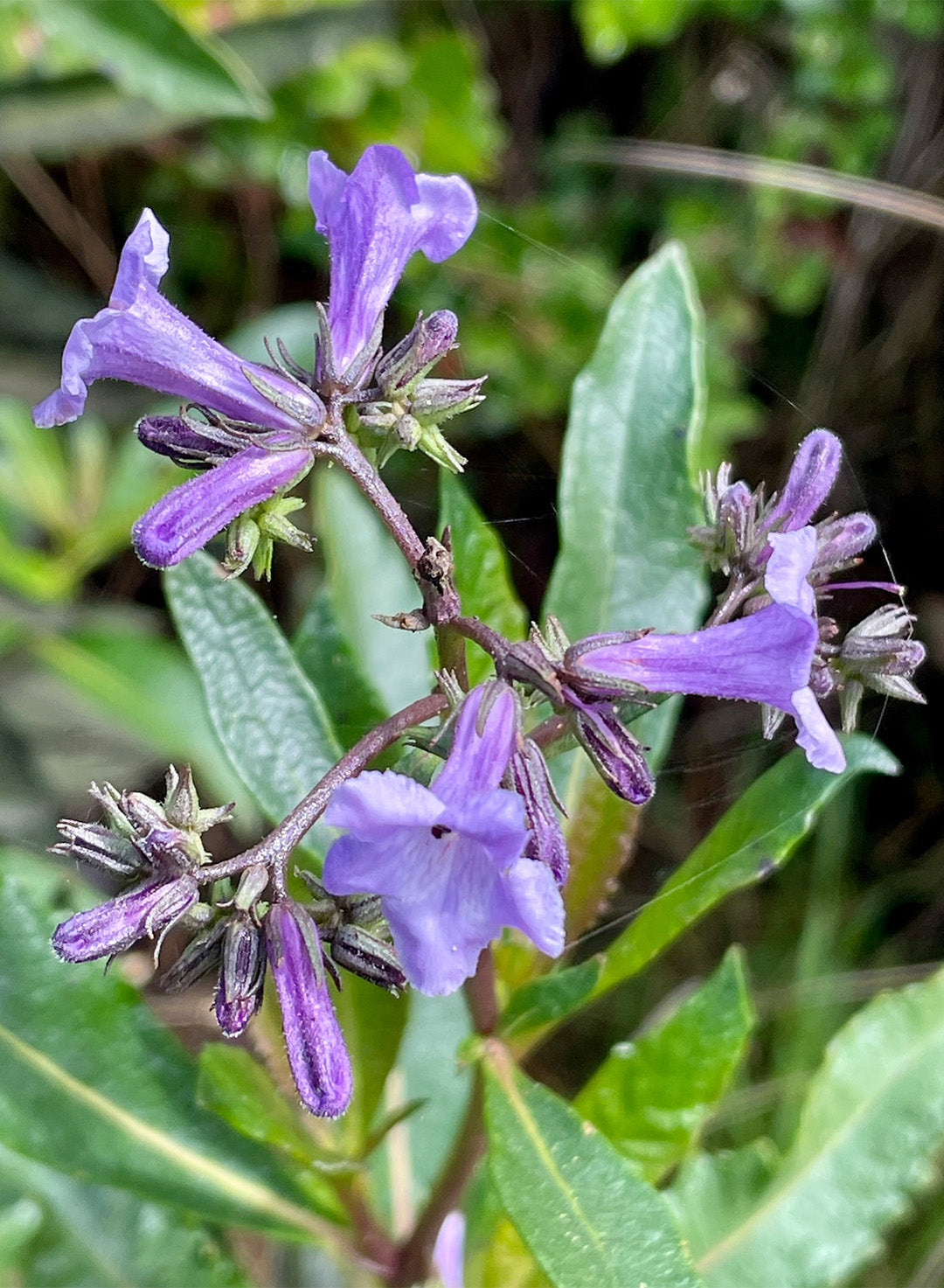Eriodictyon californicum - California Yerba Santa (Plant)