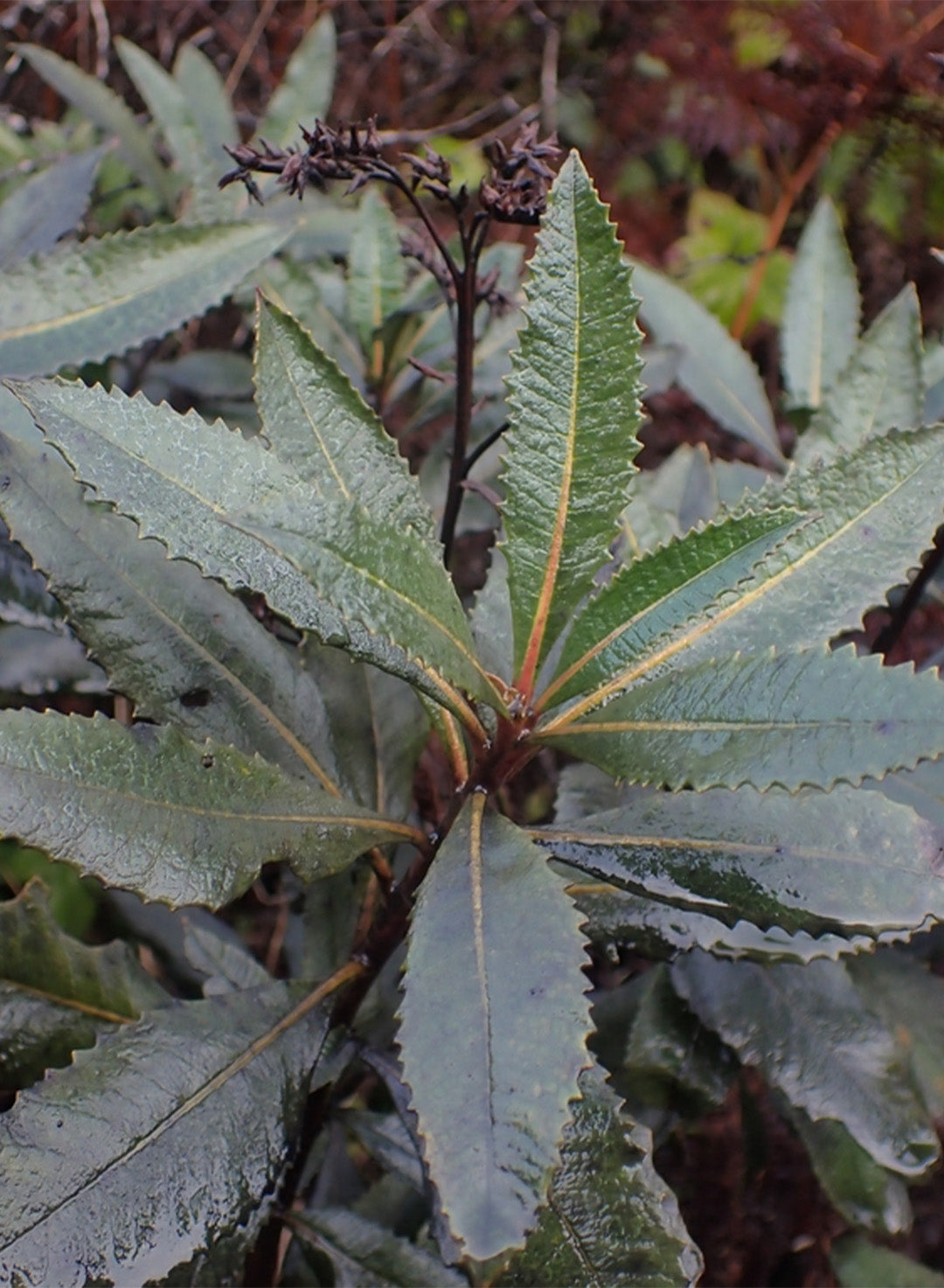 Eriodictyon californicum - California Yerba Santa (Plant)