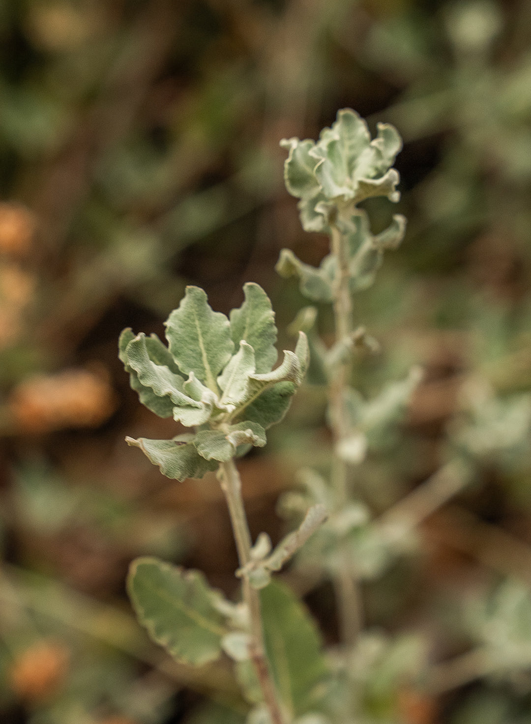 Eriogonum cinereum - Ashyleaf Buckwheat (Plant)