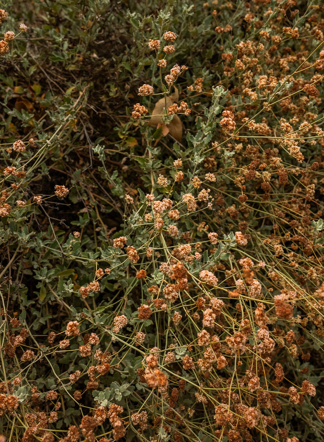 Eriogonum cinereum - Ashyleaf Buckwheat (Plant)