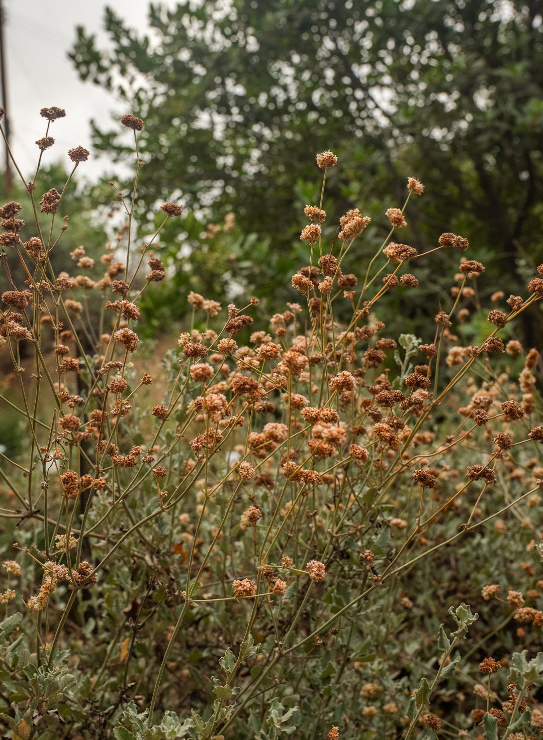 Eriogonum cinereum - Ashyleaf Buckwheat (Plant)