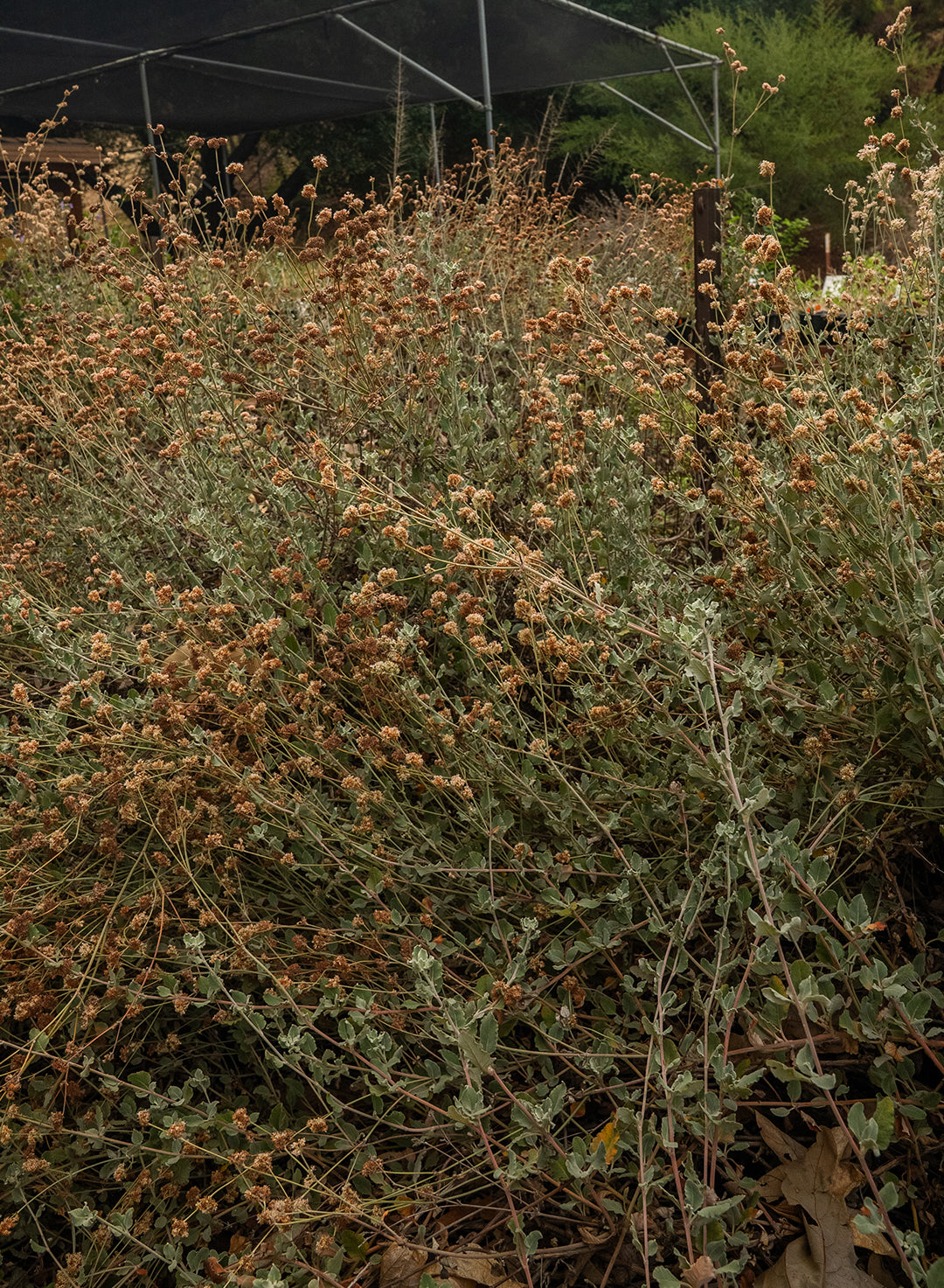 Eriogonum cinereum - Ashyleaf Buckwheat (Plant)