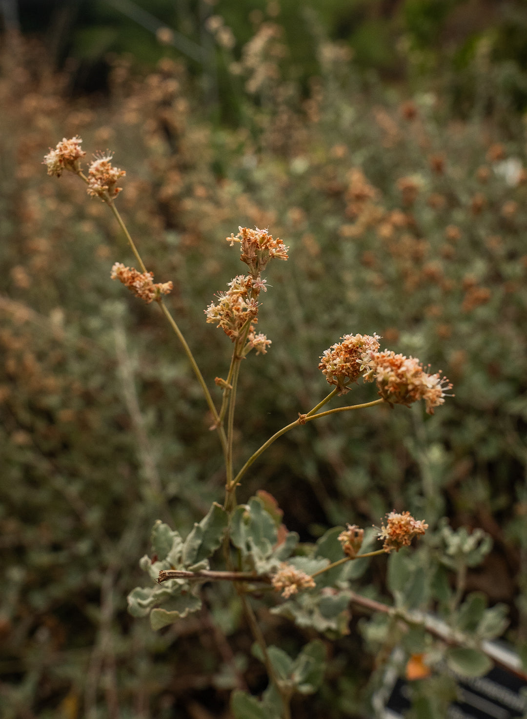 Eriogonum cinereum - Ashyleaf Buckwheat (Plant)