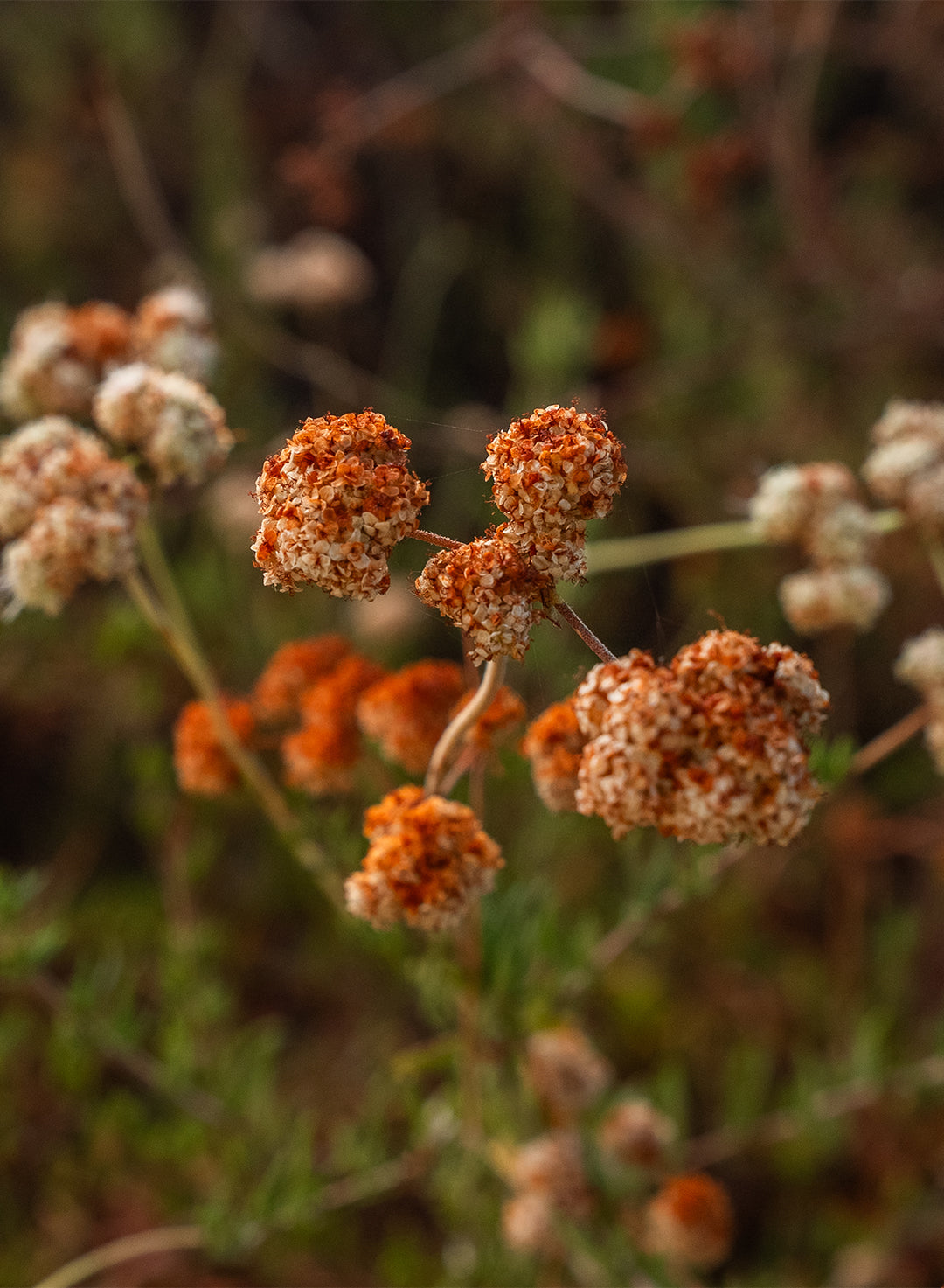 Eriogonum fasciculatum - California Buckwheat (Plant)