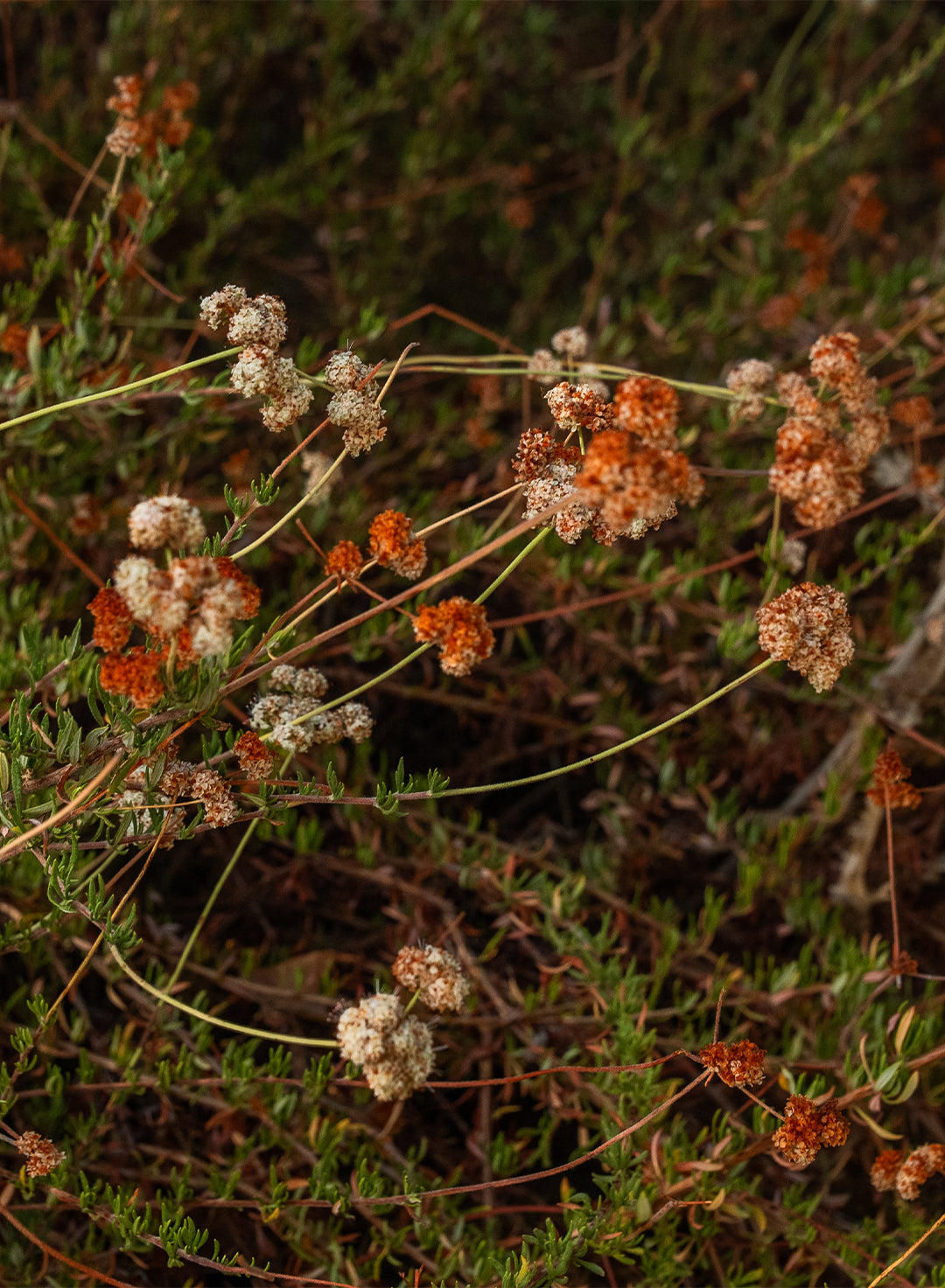 Eriogonum fasciculatum - California Buckwheat (Plant)