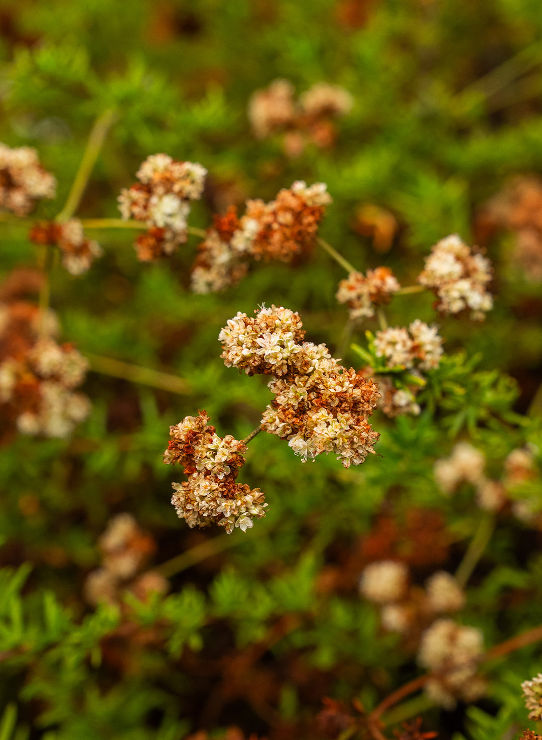 Eriogonum fasciculatum 'Bruce Dickinson' - Bruce Dickinson California Buckwheat (Plant)