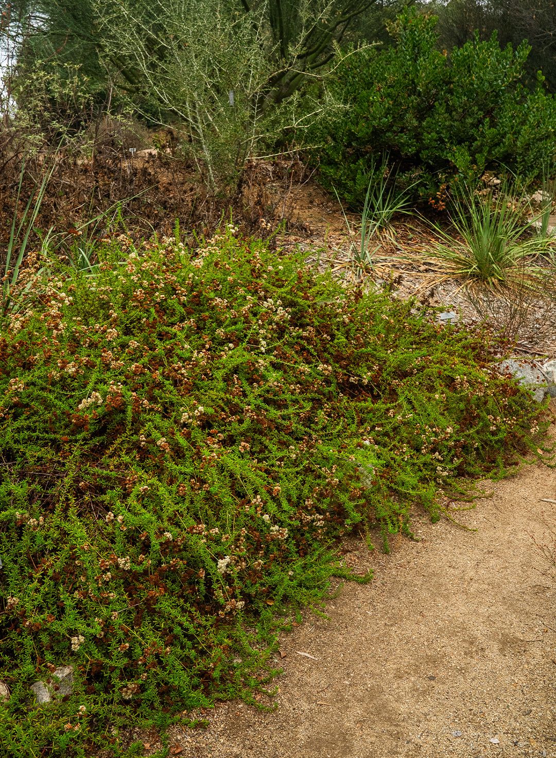 Eriogonum fasciculatum 'Bruce Dickinson' - Bruce Dickinson California Buckwheat (Plant)