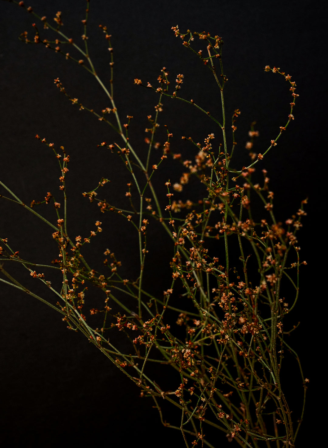 Eriogonum gracile - Slender Buckwheat (Seed)