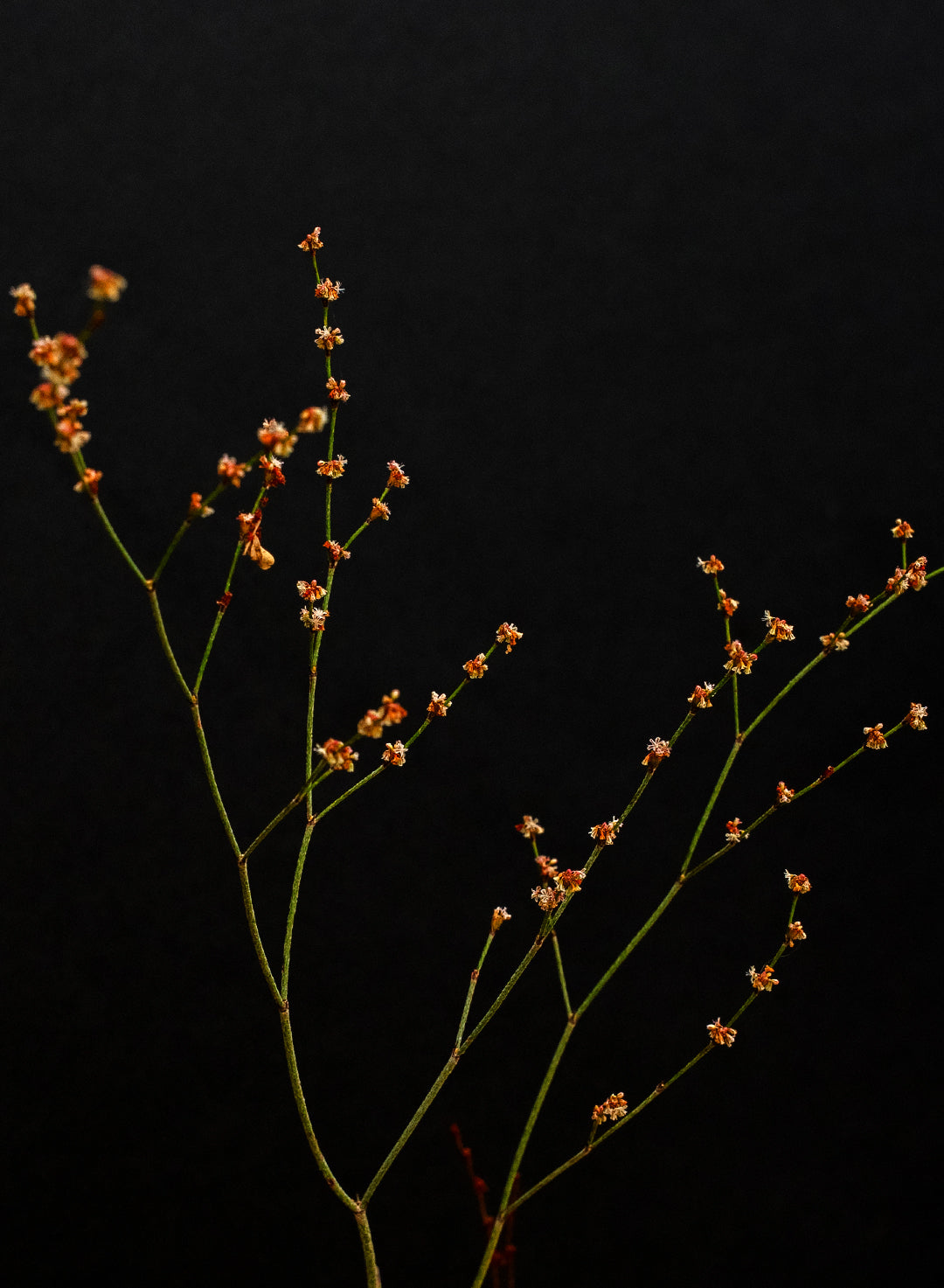 Eriogonum gracile - Slender Buckwheat (Seed)