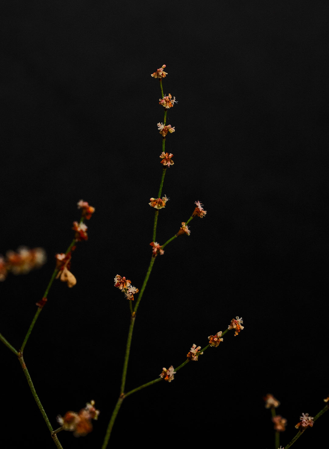 Eriogonum gracile - Slender Buckwheat (Seed)
