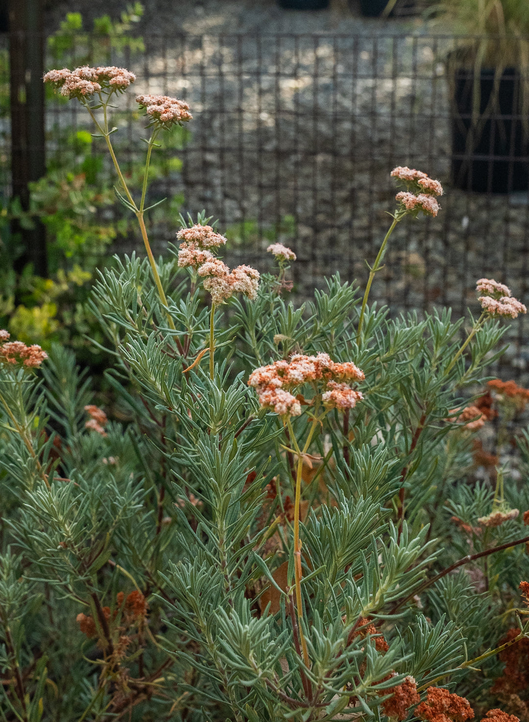 Eriogonum arborescens - Santa Cruz Island Buckwheat (Plant)