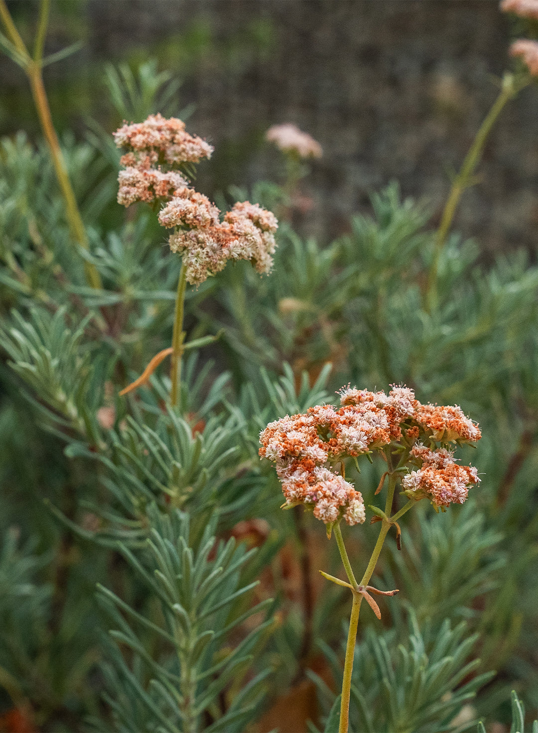 Eriogonum arborescens - Santa Cruz Island Buckwheat (Plant)