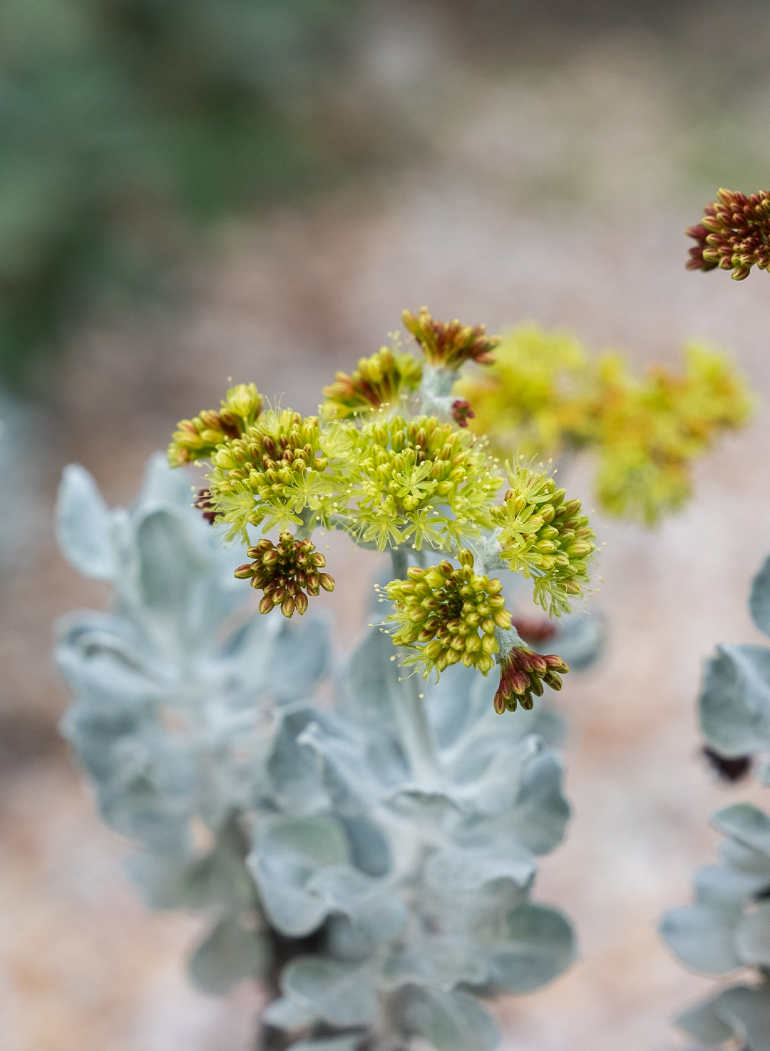 Eriogonum crocatum - Conejo Buckwheat (Seed)