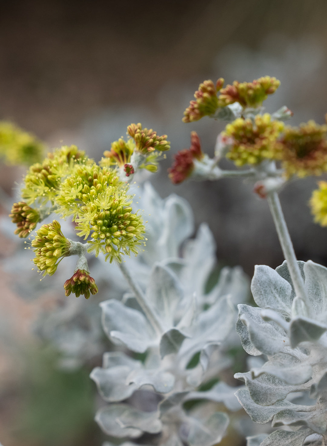 Eriogonum crocatum - Conejo Buckwheat (Seed)