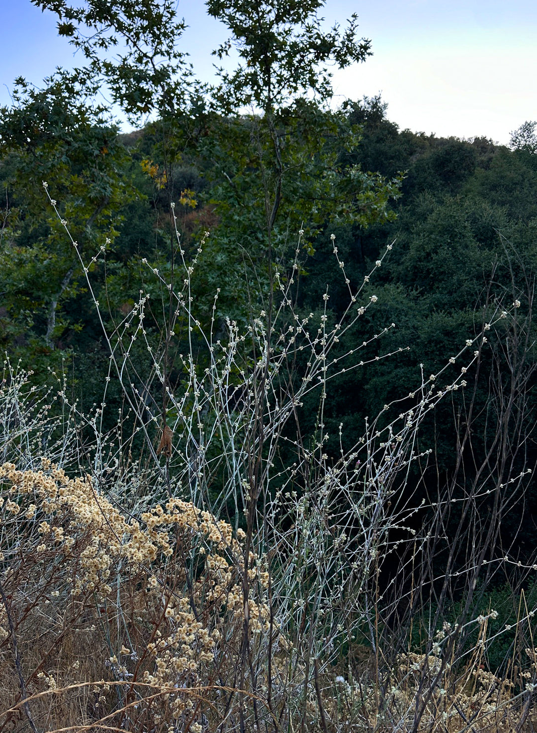 Eriogonum elongatum var. elongatum (Plant)