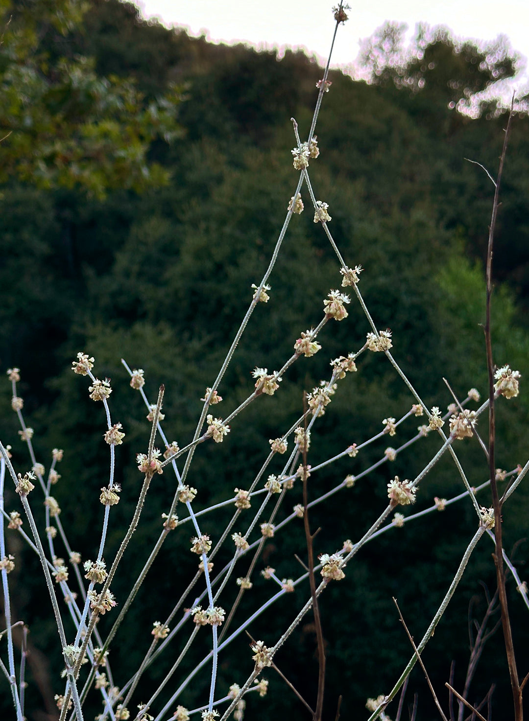 Eriogonum elongatum var. elongatum (Plant)