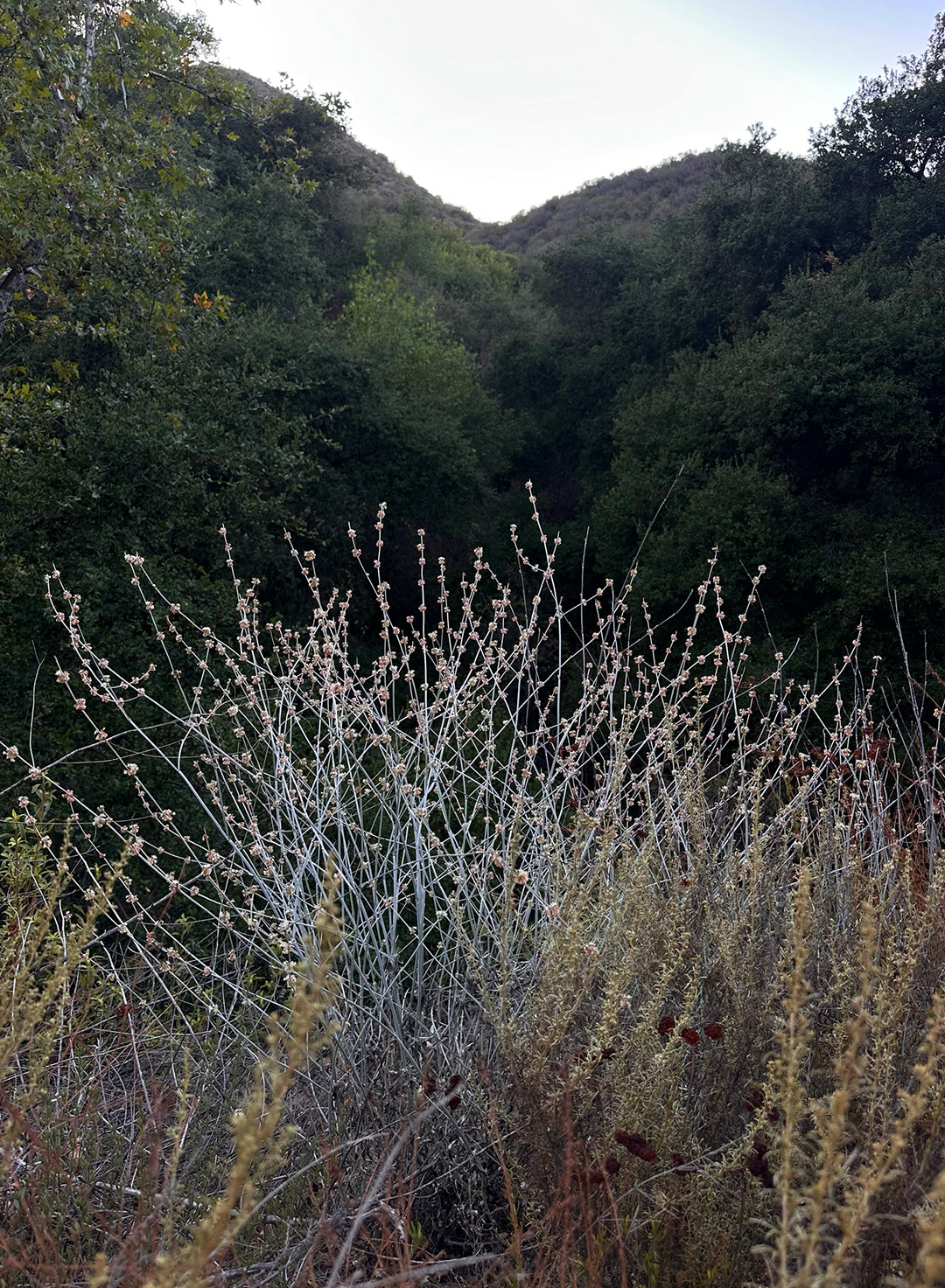 Eriogonum elongatum var. elongatum (Plant)