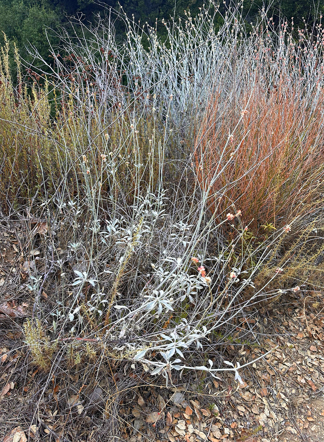 Eriogonum elongatum var. elongatum (Plant)
