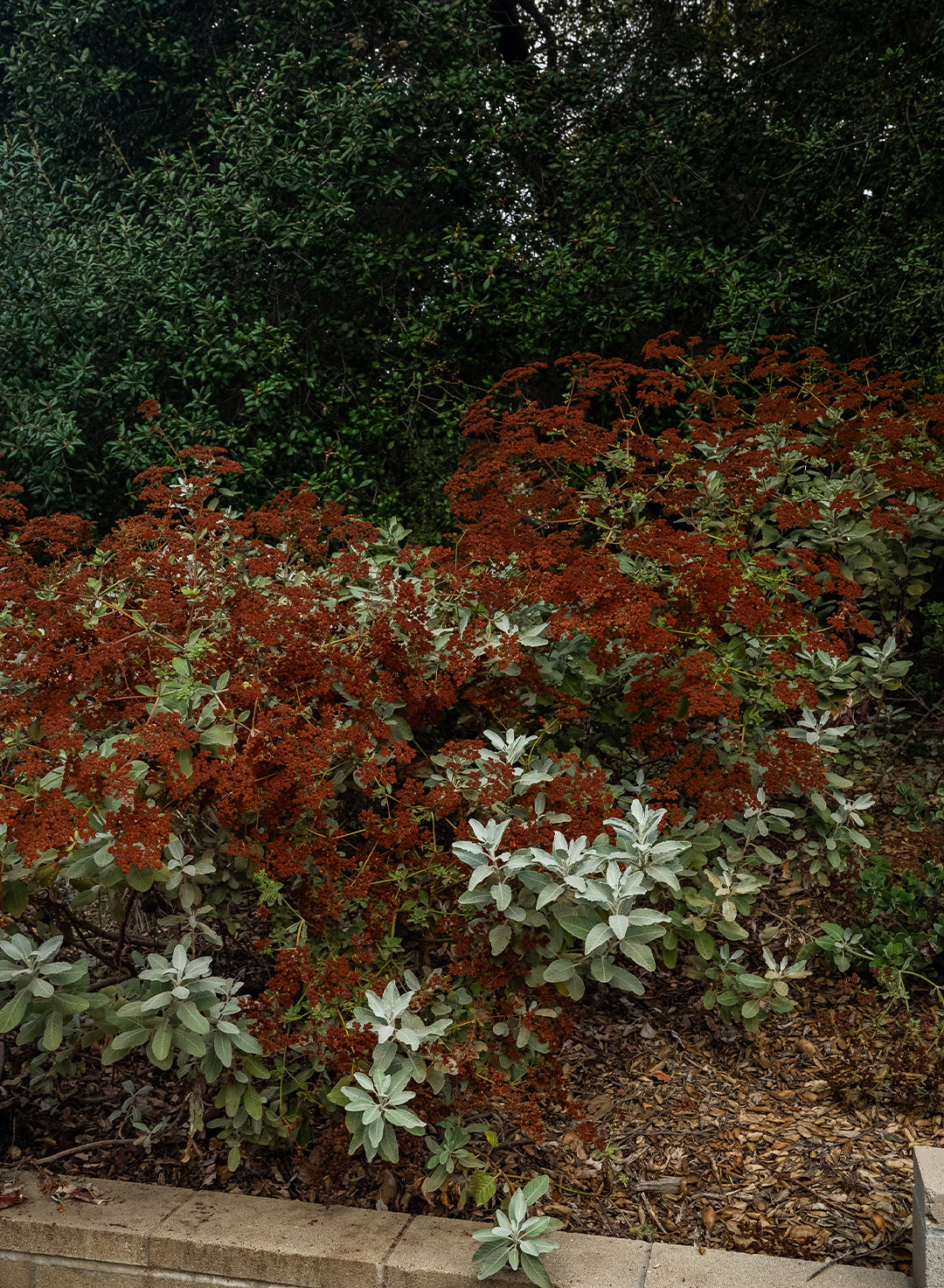 Eriogonum giganteum var. giganteum - Saint Catherine's Lace (Plant)