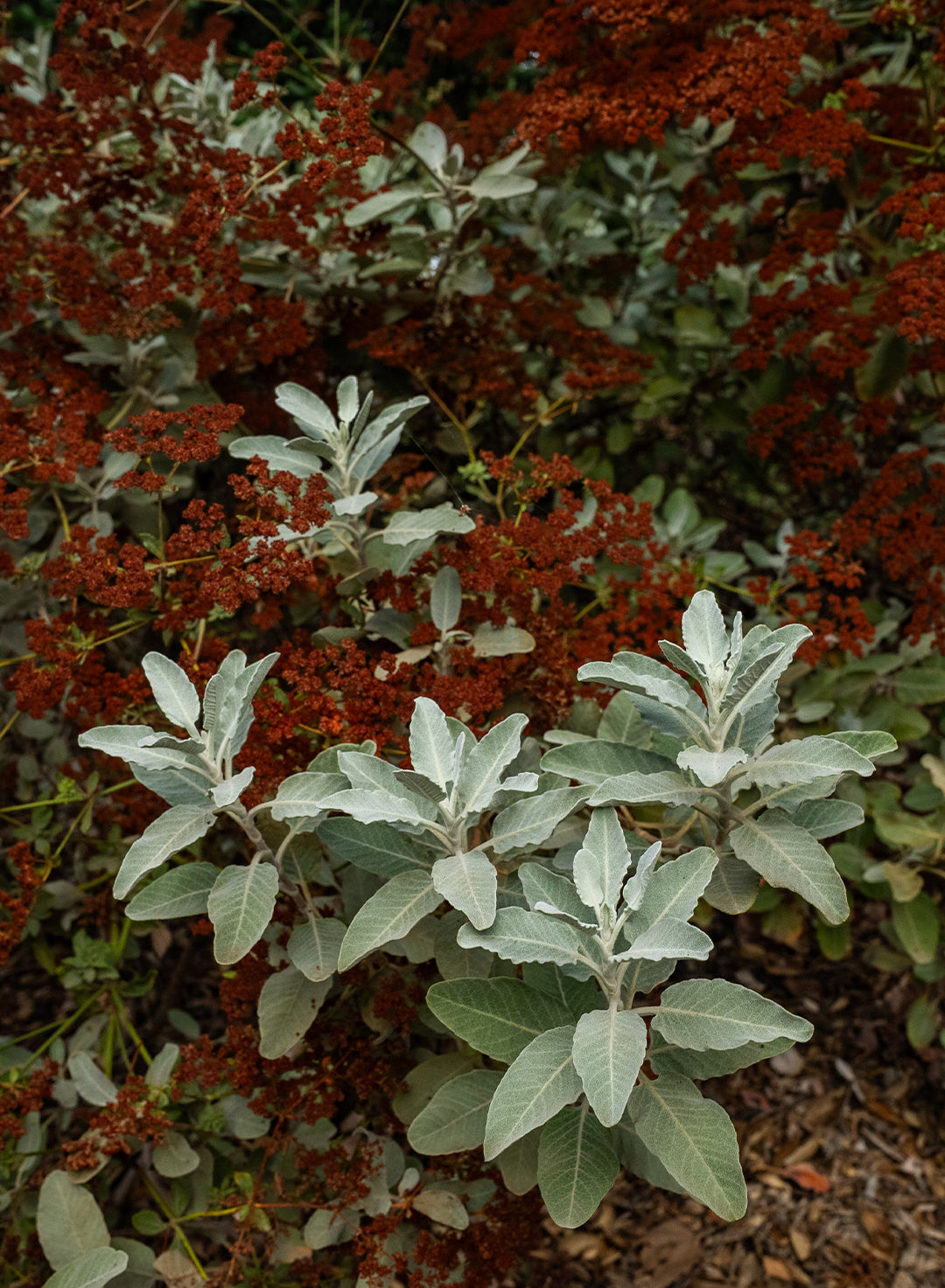 Eriogonum giganteum var. giganteum - Saint Catherine's Lace (Plant)
