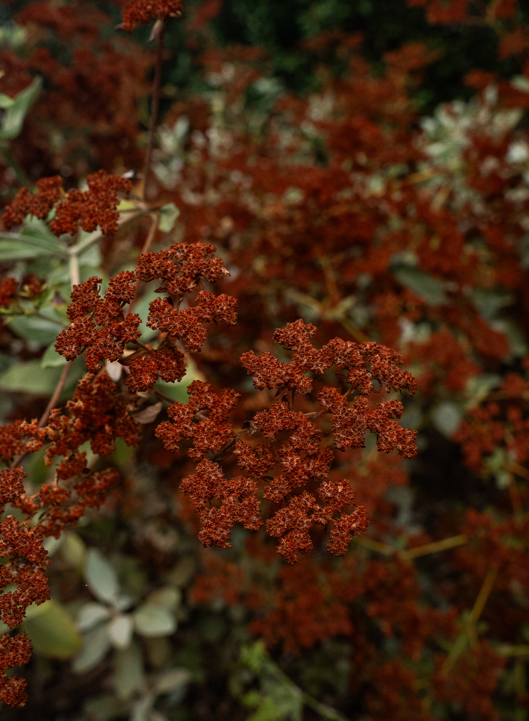 Eriogonum giganteum var. giganteum - Saint Catherine's Lace (Plant)