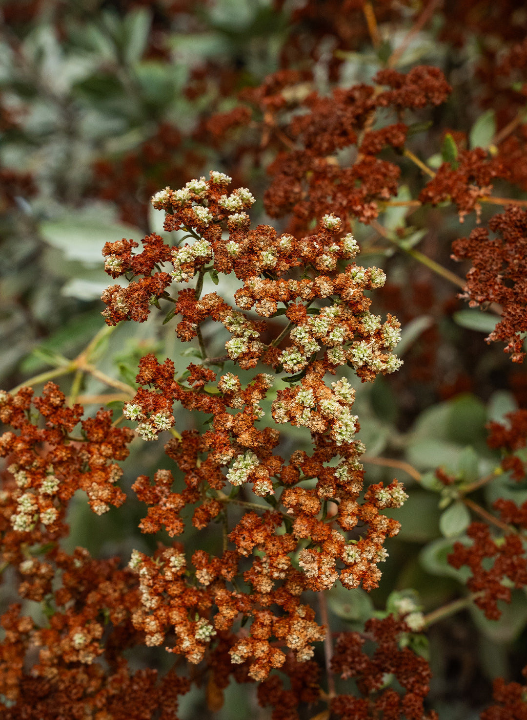 Eriogonum giganteum var. giganteum - Saint Catherine's Lace (Plant)