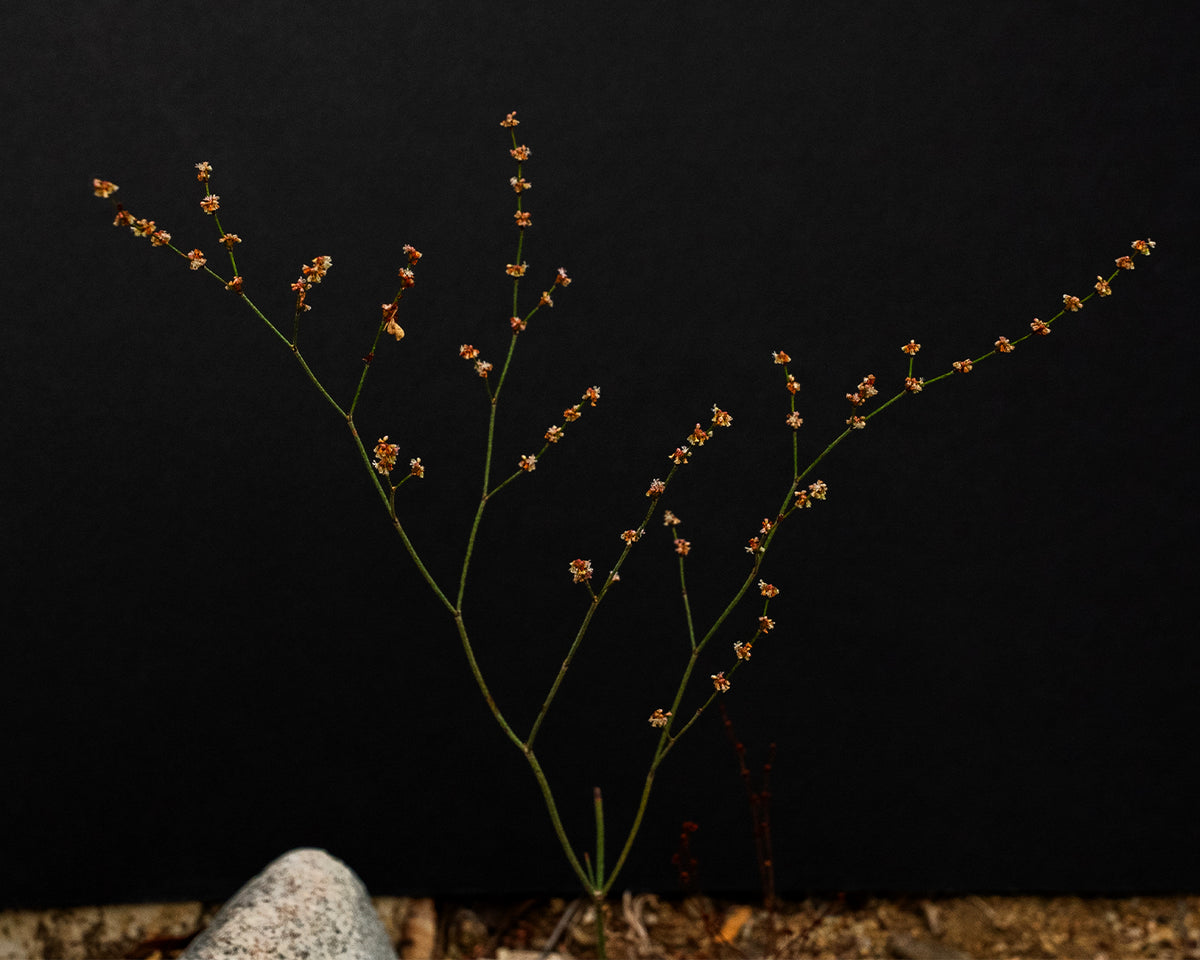 Eriogonum gracile - Slender Buckwheat (Seed)