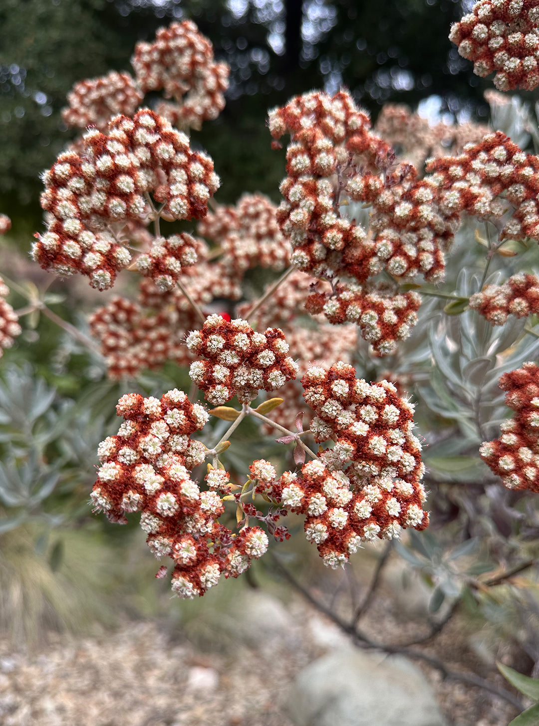 Eriogonum x blissianum - Island Buckwheat Hybrid (Plant)