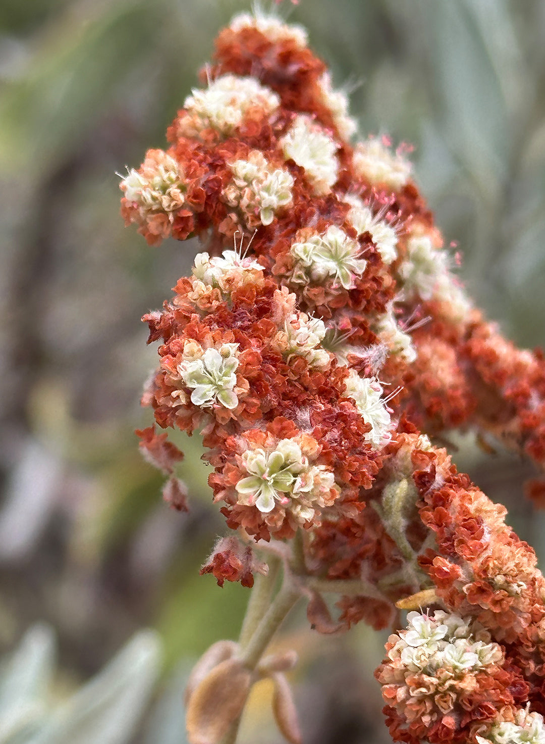 Eriogonum x blissianum - Island Buckwheat Hybrid (Plant)