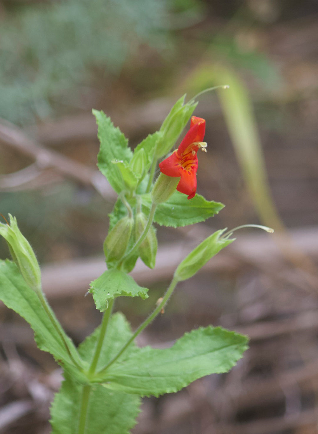 Erythranthe cardinalis - Scarlet Monkeyflower (Plant)